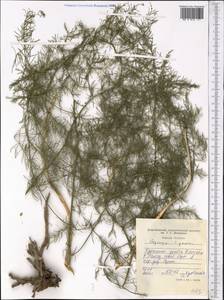 Asparagus persicus Baker, Middle Asia, Western Tian Shan & Karatau (M3) (Tajikistan)