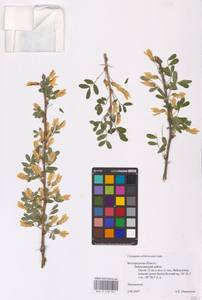 Caragana arborescens Lam., Eastern Europe, Central forest-and-steppe region (E6) (Russia)