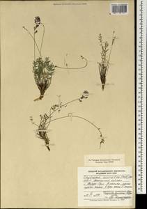 Oxytropis coerulea (Pall.)DC., Mongolia (MONG) (Mongolia)