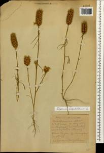 Trifolium angustifolium L., Caucasus, Dagestan (K2) (Russia)