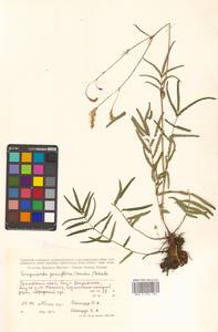 Poterium tenuifolium var. alba (Trautv. & C. A. Mey.), Siberia, Russian Far East (S6) (Russia)