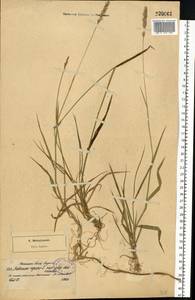 Elymus repens (L.) Gould, Eastern Europe, North-Western region (E2) (Russia)