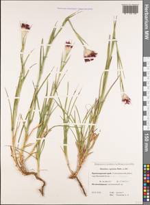 Dianthus capitatus J.St.-Hil., Caucasus, Black Sea Shore (from Novorossiysk to Adler) (K3) (Russia)