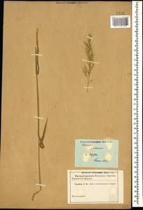 Avenula pubescens (Huds.) Dumort., Caucasus, Stavropol Krai, Karachay-Cherkessia & Kabardino-Balkaria (K1b) (Russia)
