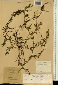 Ludwigia repens J. R. Forst., South Asia, South Asia (Asia outside ex-Soviet states and Mongolia) (ASIA) (China)