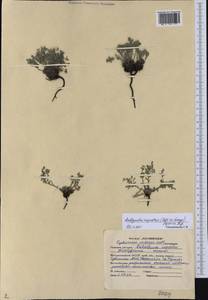 Eritrichium rupestre (Georgi) Bunge, Siberia, Altai & Sayany Mountains (S2) (Russia)