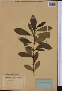 Populus suaveolens Fisch., Siberia (no precise locality) (S0) (Russia)
