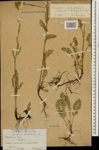 Tanacetum aureum (Lam.) Greuter, M. V. Agab. & Wagenitz, Caucasus, Armenia (K5) (Armenia)