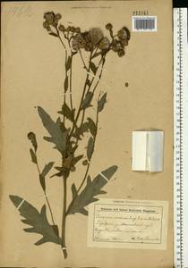 Cirsium arvense (L.) Scop., Eastern Europe, Belarus (E3a) (Belarus)