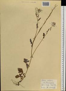 Eruca vesicaria subsp. sativa (Mill.) Thell., Siberia, Russian Far East (S6) (Russia)