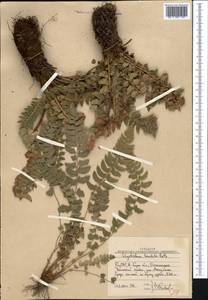 Polystichum lonchitis (L.) Roth, Middle Asia, Western Tian Shan & Karatau (M3) (Uzbekistan)