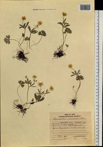 Ranunculus franchetii H. Boissieu, Siberia, Russian Far East (S6) (Russia)