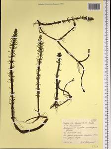 Hippuris ×lanceolata Retz., Siberia, Western Siberia (S1) (Russia)