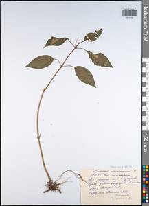 Mercurialis perennis L., Eastern Europe, Central region (E4) (Russia)