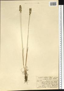 Koeleria altaica (Domin) Krylov, Siberia, Western (Kazakhstan) Altai Mountains (S2a) (Kazakhstan)