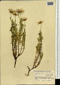 Chrysanthemum sinuatum Ledeb., Mongolia (MONG) (Mongolia)