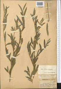 Salix tenuijulis Ledeb., Middle Asia, Muyunkumy, Balkhash & Betpak-Dala (M9) (Kazakhstan)