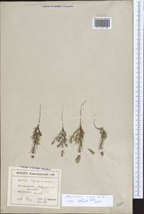 Polycnemum majus A.Braun, Eastern Europe, North Ukrainian region (E11) (Ukraine)