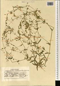 Lepyrodiclis stellarioides Schrenk ex Fisch. & C. A. Mey., South Asia, South Asia (Asia outside ex-Soviet states and Mongolia) (ASIA) (Afghanistan)