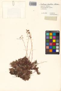 Saxifraga bronchialis subsp. bronchialis, Siberia, Russian Far East (S6) (Russia)