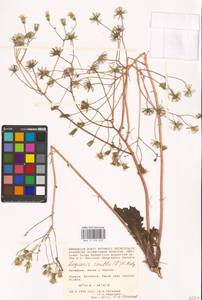 Crepis sancta subsp. sancta, Eastern Europe, Lower Volga region (E9) (Russia)