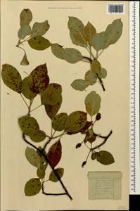Malus orientalis Uglitzk., Caucasus, Stavropol Krai, Karachay-Cherkessia & Kabardino-Balkaria (K1b) (Russia)