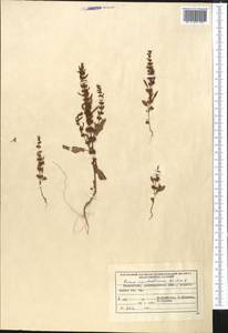 Rumex marschallianus Rchb., Middle Asia, Muyunkumy, Balkhash & Betpak-Dala (M9) (Kazakhstan)