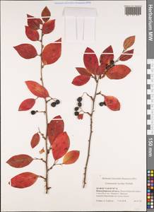 Cotoneaster acutifolius Turcz., Siberia, Western Siberia (S1) (Russia)