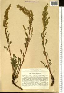 Artemisia pubescens Ledeb., Siberia, Baikal & Transbaikal region (S4) (Russia)