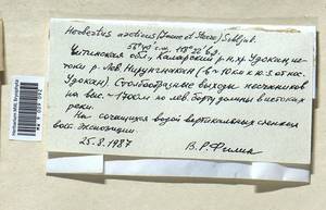 Herbertus dicranus (Taylor) Trevis., Bryophytes, Bryophytes - Baikal & Transbaikal regions (B18) (Russia)