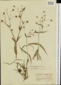 Rabelera holostea (L.) M. T. Sharples & E. A. Tripp, Eastern Europe, Central region (E4) (Russia)