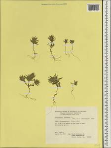 Ziziphora tenuior L., South Asia, South Asia (Asia outside ex-Soviet states and Mongolia) (ASIA) (Iran)