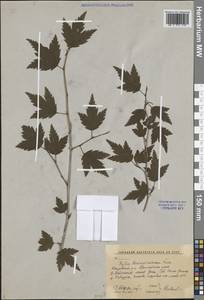 Ribes maximoviczianum Kom., Siberia, Russian Far East (S6) (Russia)