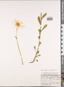 Leucanthemum vulgare Lam., Eastern Europe, Central region (E4) (Russia)