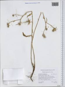 Pallenis spinosa (L.) Cass., Western Europe (EUR) (Greece)