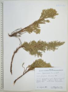 Juniperus sabina var. davurica (Pall.) Farjon, Siberia, Russian Far East (S6) (Russia)
