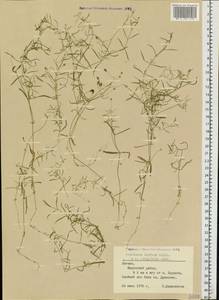 Stellaria longifolia (Regel) Muhl. ex Willd., Eastern Europe, Latvia (E2b) (Latvia)