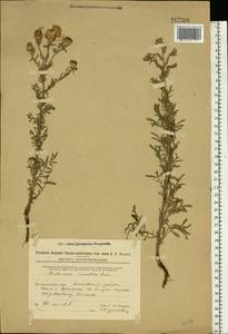 Centaurea stoebe subsp. stoebe, Eastern Europe, Eastern region (E10) (Russia)