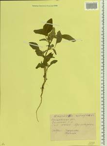 Amaranthus retroflexus L., Eastern Europe, Rostov Oblast (E12a) (Russia)