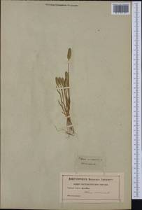 Phleum arenarium L., Western Europe (EUR) (Not classified)