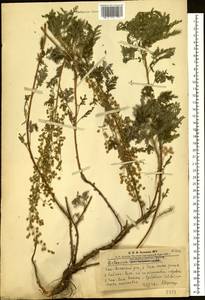 Artemisia stechmanniana Besser, Siberia, Altai & Sayany Mountains (S2) (Russia)