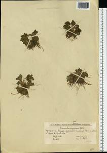 Ranunculus oxyspermus Willd., Eastern Europe, Lower Volga region (E9) (Russia)