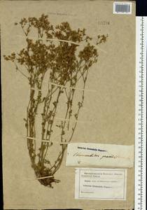 Chamaerhodos grandiflora (Pall. ex Schult.) Bunge, Siberia (no precise locality) (S0) (Russia)