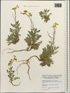 Matthiola odoratissima (Pall. ex M.Bieb.) W.T. Aiton, Caucasus, Krasnodar Krai & Adygea (K1a) (Russia)