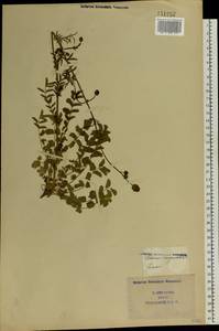 Poterium sanguisorba L., Eastern Europe, South Ukrainian region (E12) (Ukraine)
