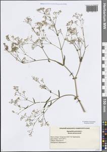 Gypsophila paniculata L., Eastern Europe, Middle Volga region (E8) (Russia)