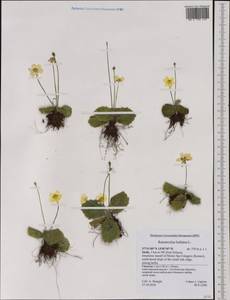 Ranunculus bullatus L., Western Europe (EUR) (Italy)