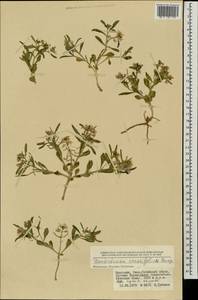 Dontostemon crassifolius (Bunge ex Turcz.) Maxim., Mongolia (MONG) (Mongolia)