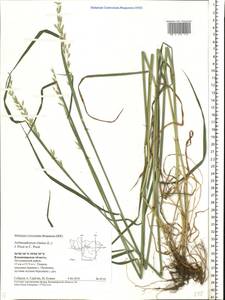 Arrhenatherum elatius (L.) P.Beauv. ex J.Presl & C.Presl., Eastern Europe, Central region (E4) (Russia)