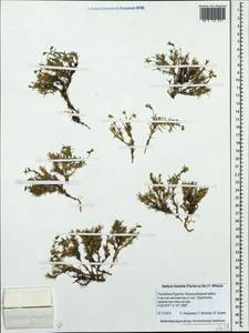 Adenonema cherleriae (Fisch. ex Ser.) M. T. Sharples & E. A. Tripp, Siberia, Baikal & Transbaikal region (S4) (Russia)